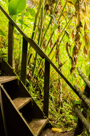 Wooden staircase in the jungle with some moss and vegetation behind itの写真素材
