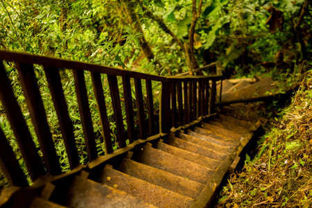 Wooden staircase with some moss and vegetation behind it