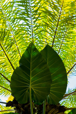 The photo shows the veins and contrast of the color of the leaf.