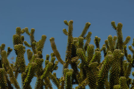 green cactus leaves with their thorns inside the vegetationの写真素材
