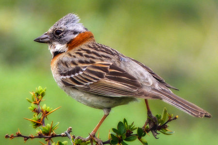Bird from patagoniaの写真素材
