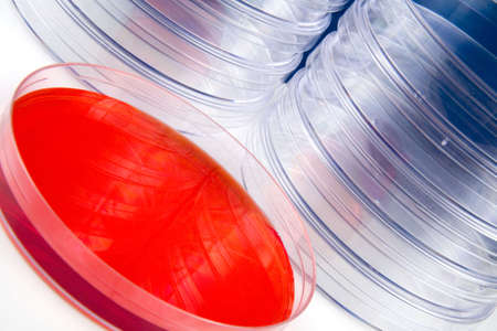 Petri dishes in a labの写真素材