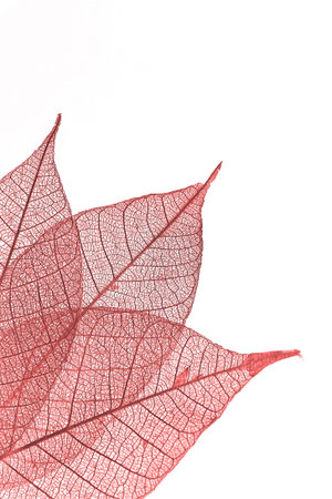 Leaf in redの写真素材