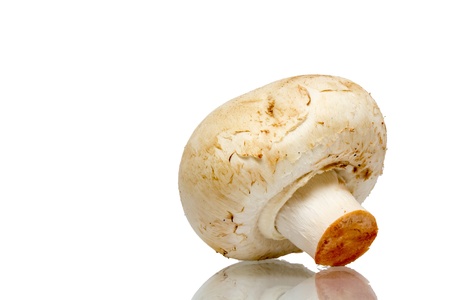 Mushroom paris isolated on white background close upの写真素材
