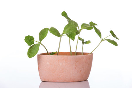 Young pumpkin sprouts in a pot on white backgroundの写真素材