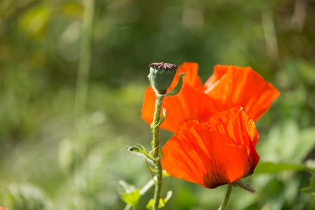Closeup of red poppy flower in sunny day.の写真素材