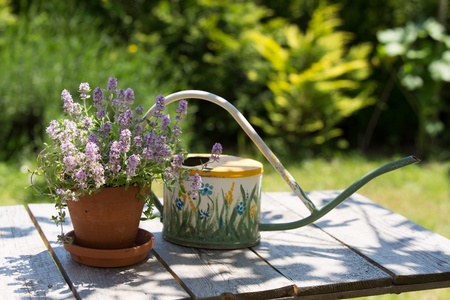 Vintage watering can and flower on a wooden table.の写真素材