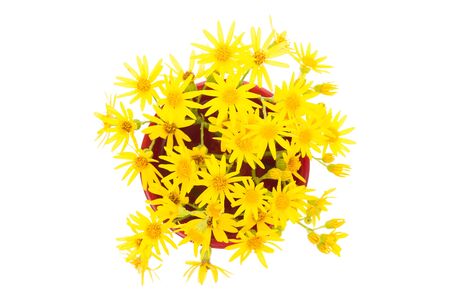 Yellow wild flowers isolated on white background close up.の写真素材