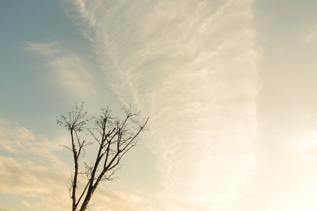 death tree against sunlight over sky background in sunsetの写真素材