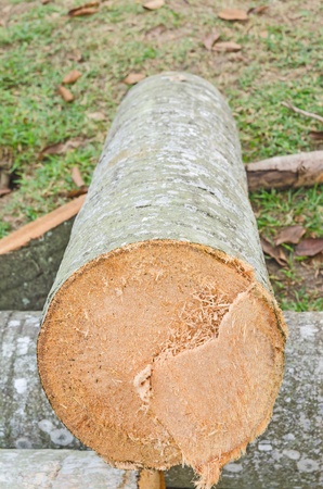Cut Logsの写真素材