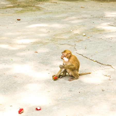 Monkey eating Rambutan  の写真素材