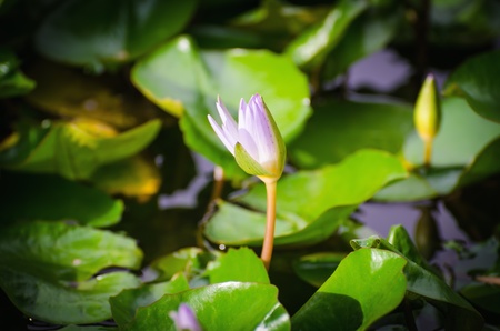 Purple water lilly on water background with leaves の写真素材