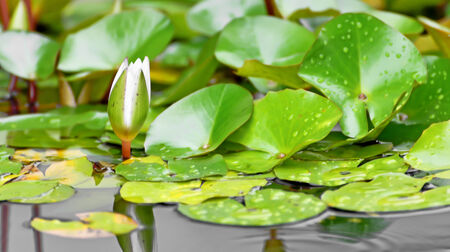 blossom lotus flower in pond;の写真素材