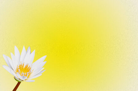 white water lily on yellow の写真素材