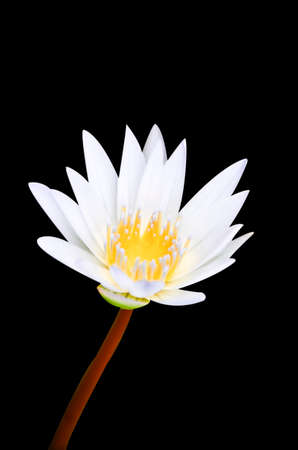 white water lily on black の写真素材