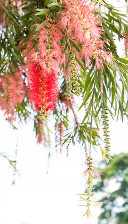 Red bottle brush tree flower branch isolatedの写真素材