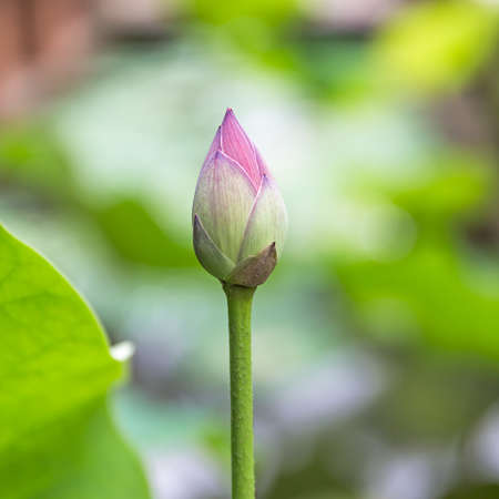 Lotus bud close upの写真素材