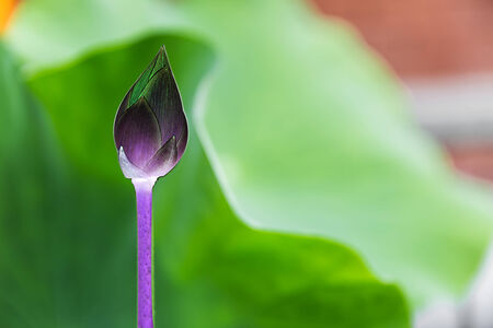 Lotus bud close up -  Inverted version of this imageの写真素材