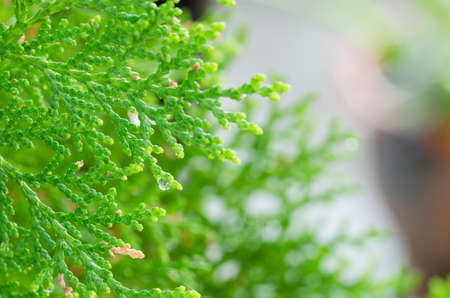 Drops of a rain on branches thujaの写真素材
