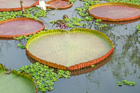 Victoria lotus leaf surface reflectionの写真素材