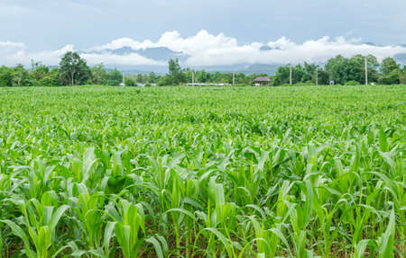 Corn fieldの写真素材
