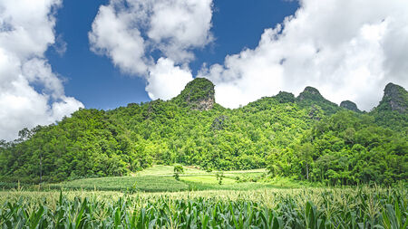 Corn field with mountain background,Corn fields in northern Thailandの写真素材