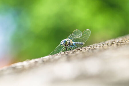 Dragonfly on cement floor with green backgroundの写真素材