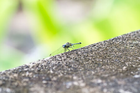Dragonfly on cement floor with green backgroundの写真素材