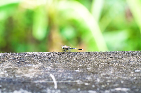 Dragonfly spreads wingsの写真素材