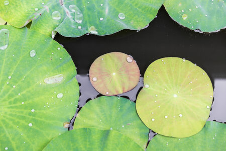 Lotus leavesの写真素材