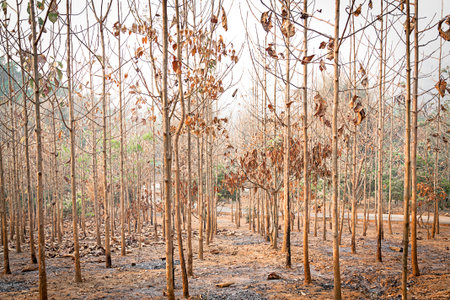 dry teak trees at agricultural forest in winterの写真素材