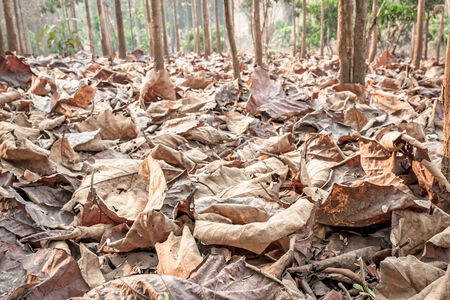 Dry leaves on the ground in a beautiful autumn forestの写真素材