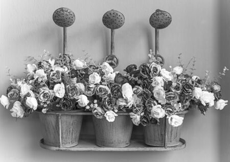 Roses in watering canの写真素材