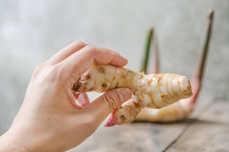 rhizome of galangalの写真素材