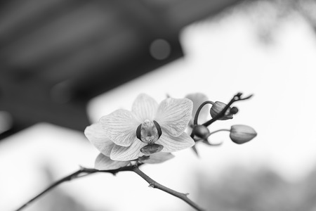 Beautiful orchid - phalaenopsis, black & whiteの写真素材
