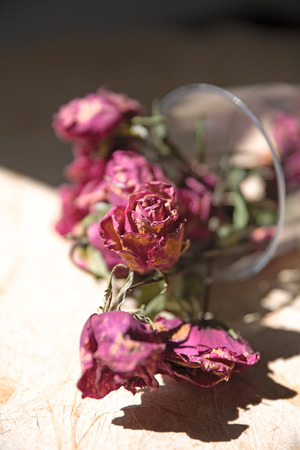dried rose flower with dried leafs, Vintage Styleの写真素材