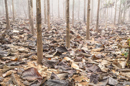 Dry leaves on the ground in a beautiful autumn forest - Vintageの写真素材