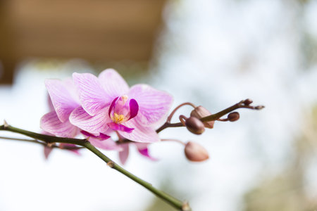 Beautiful purple orchid - phalaenopsisの写真素材