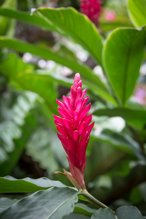 A beautiful tropical red ginger flowerの写真素材