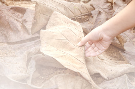 Big autumn magnolia leaf in a hand, Photo taken outdoors,Vintage effectの写真素材