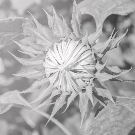 Beautiful bud of sunflower-black & whiteの写真素材