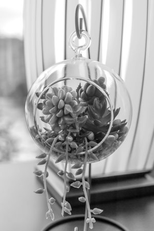 artificial coffee beans in interior decoration, black and whiteの写真素材