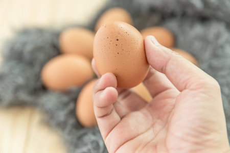 Brown chicken egg in human hand, selective focusの写真素材