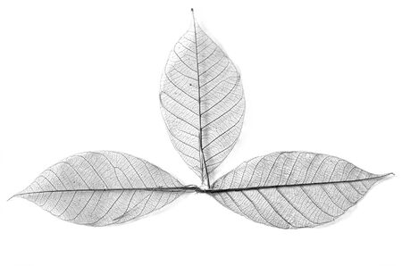 Dry leaf detail texture in front to light, Seamless vein patternの写真素材