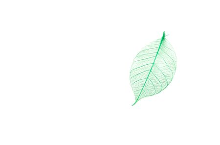 Dry leaf detail texture,leaf abstract backgroundの写真素材