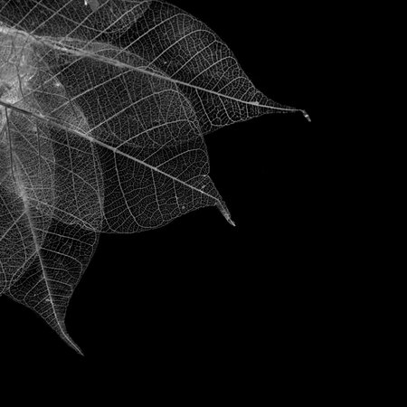 Dry leaf detail texture,Leaf skeleton silhouetteの写真素材