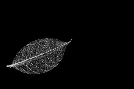 Skeleton leaves isolated-Leaf veins, Dry leaf detail texture in front to light-dry leavesの写真素材