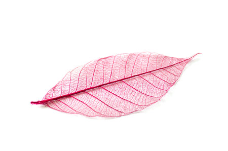 Dry leaf detail texture in front to light-dry leavesの写真素材