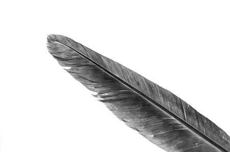 feather on white background, The feather of a prairie-chickenの写真素材