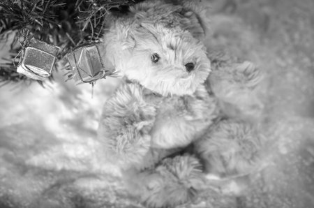 christmas teddy bear sitting in the snow : vintage styleの写真素材
